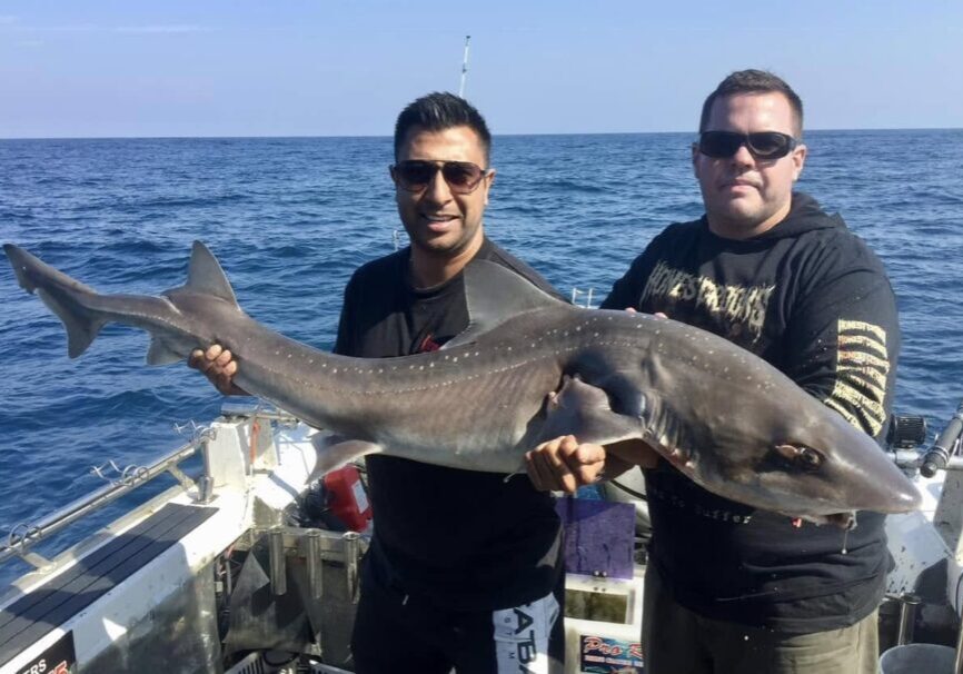 Gummy Shark 25kg